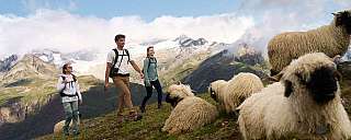 Three hikers walking through an alpine landscape with sheep.