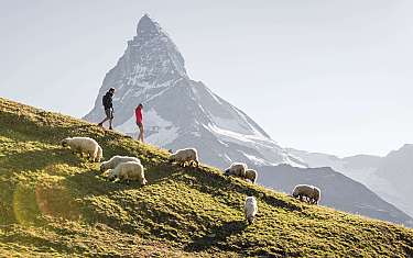 Deux randonneurs passent devant des moutons, avec le Cervin en arrière-plan.
