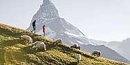 Zwei Wanderer gehen an Schafen vorbei mit dem Matterhorn im Hintergrund.