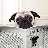 Ein Pug hält eine Zeitung und schaut neugierig.