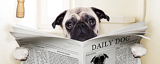 Un Pug est assis et lit le journal 'Daily Dog'.