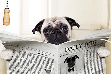 A pug holds a newspaper and looks curiously.