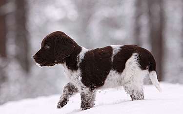 Un chiot brun et blanc court dans la neige.