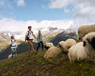 Three hikers walking through an alpine landscape with sheep.